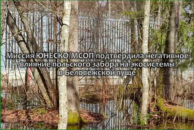 Миссия ЮНЕСКО/МСОП подтвердила негативное влияние польского забора на экосистемы в Беловежской пуще