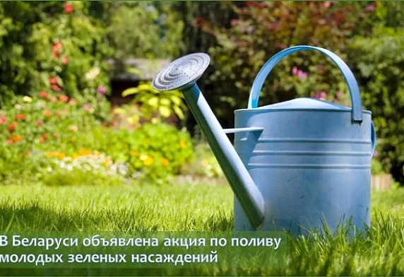 В Беларуси объявлена акция по поливу молодых зеленых насаждений