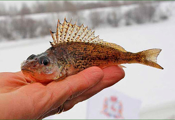 Мероприятия по предотвращению зимнего замора рыбы