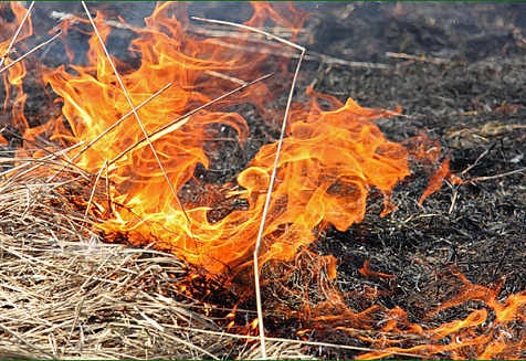 МИНПРИРОДЫ ОБРАЩАЕТ ВАШЕ ВНИМАНИЕ: выжигание сухой растительности ЗАПРЕЩЕНО